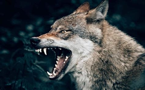 Leadership Styles: Jesus vs. The Wolves - Good Faith Media