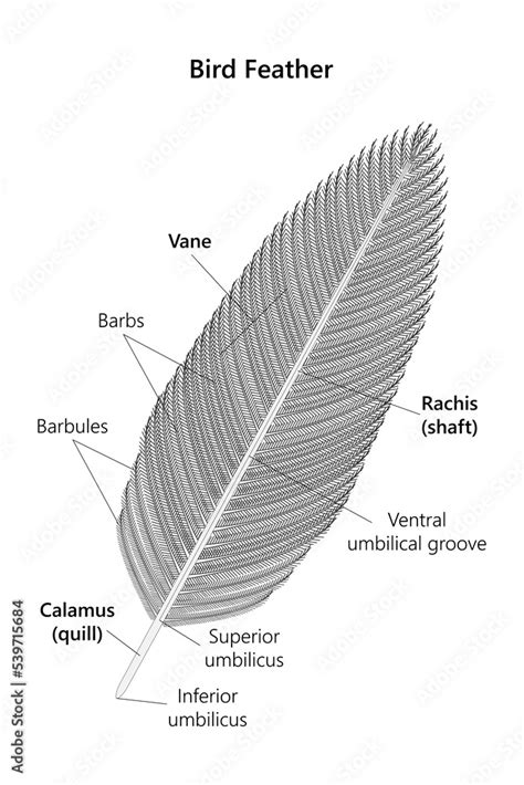 Bird Feather (structure). Stock Illustration | Adobe Stock