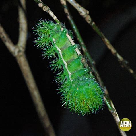 #DidYouKnow the Lonomia Obliqua is the deadliest caterpillar in the world. It has spear-like ...