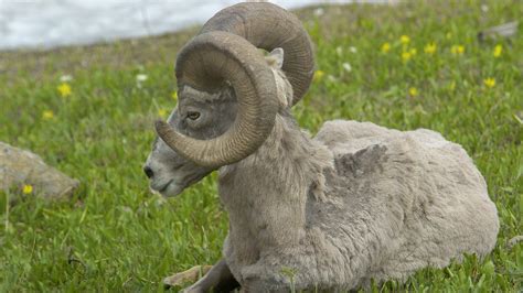 New law allows recovery of bighorn sheep horns, skulls