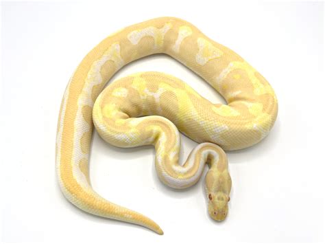 Albino Leopard Breeder | Royal Constrictor Designs