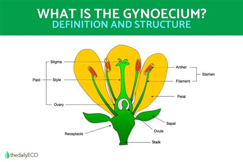 What Are the Gynoecium Parts of a Flower?