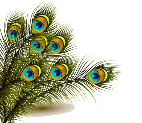 Feathers clipart peacock, Feathers peacock Transparent FREE for ...