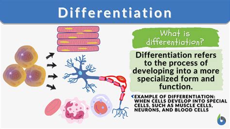 Differentiation - Definition and Examples - Biology Online Dictionary