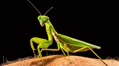 Mantis Wallpapers - Top Free Mantis Backgrounds - WallpaperAccess