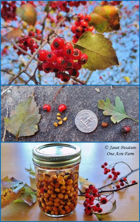 Hawthorn berries: identify, harvest, and make an extract