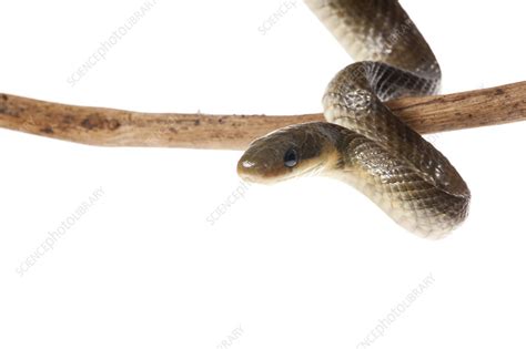 Aesculapian snake - Stock Image - C041/9067 - Science Photo Library