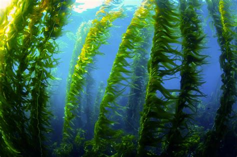 Why the Conservation of Kelp Forests is so Important - Planet Home