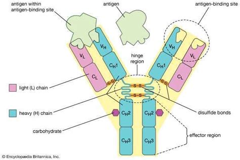 Antibody | biochemistry | Britannica.com