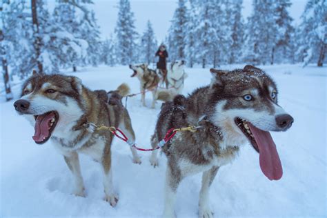 Togo, Balto, and the Lifesaving Sled Dog Race | Bedtime History ...