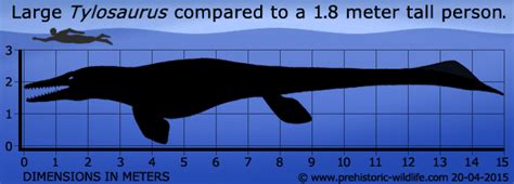 Изображение - Tylosaurus-size.jpg | Вымершие животные вики | FANDOM ...