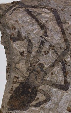 The Spidersaur: Largest ever fossil of Jurassic-era arachnid found perfectly preserved after ...