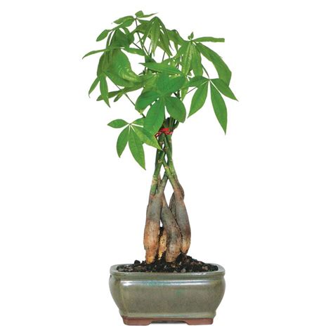 Who Wouldn't Want A Money Tree? - Bonsai Outlet