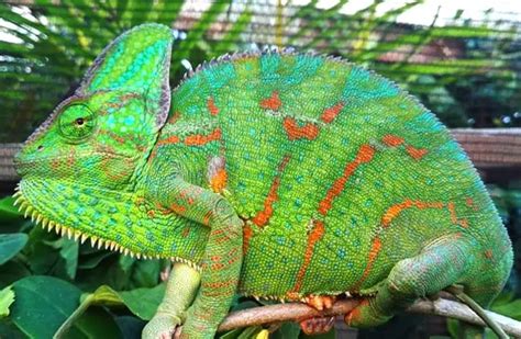 Veiled Chameleon - Description, Habitat, Image, Diet, and Interesting Facts
