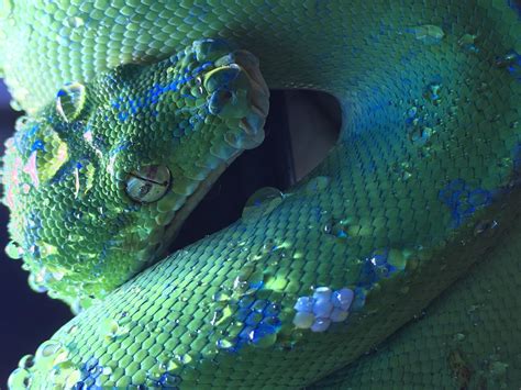 CB2016 Blue Aru Green Tree Python (Morelia viridis) | Reptile Forums