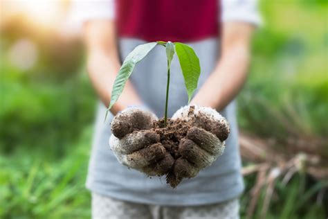 From the Ground up — the Soil Can Make All the Difference in Healthy, Thriving Plants ...