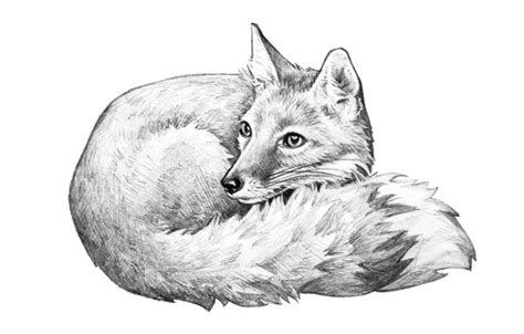 Cute Grey Fox Drawing - For example it lives in south america, southern ...