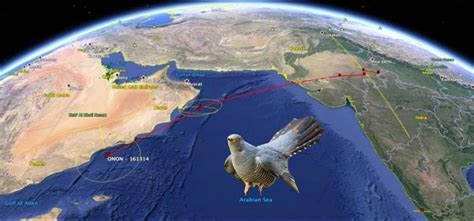 Cuckoo Migrates From Mongolia To Africa