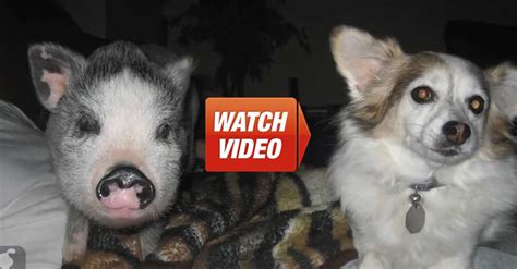 Abandoned Pig Gets Her Second Chance. This Rescue Completely Warmed My ...