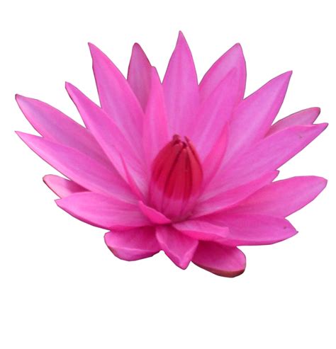 Lotus flower PNG
