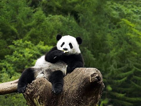 Funny panda, forest, rock, china, bear, bamboo, animal, panda, tree ...