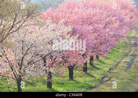 Cherry blossoms Yamagata Prefecture Japan Stock Photo - Alamy