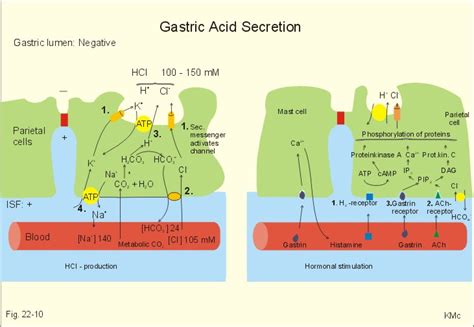 Parietal cells, gastric; Gastric Parietal Cells; Oxyntic Cells