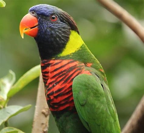 Rainbow Lory Australian Birds, Wild Things, Bergen, Birdy, Feathered, Pet Birds, Parrot, Babies ...