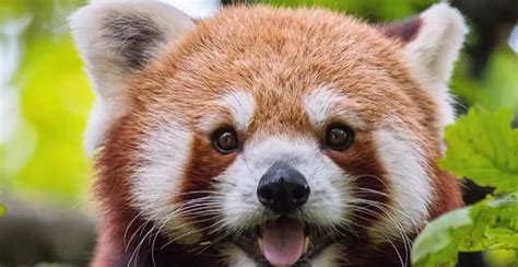 300+ Best Red Panda Names (Unique, Cool, Funny, Cute, Catchy) 2024