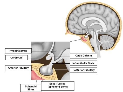 The Hypothalamic-pituitary Axis Part 1 – Anatomy & Physiology : WFSA - Resources