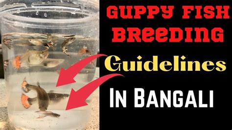 Guppy Fish Breeding Full Information || How To Take Care Of Guppy Fish ...