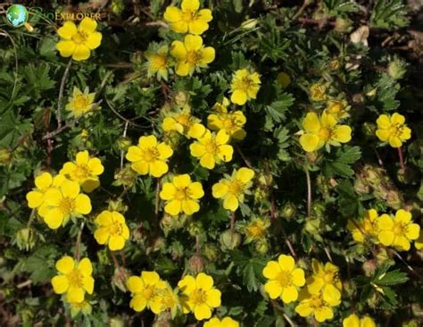 Cinquefoil Flower | Potentila fruticosa | Widdy | FiveFingers | BioExplorer