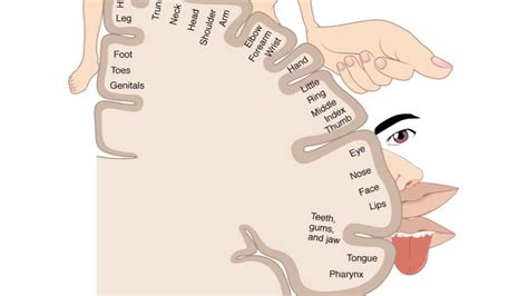 Cortical Homunculus - Your motor and sensory map - YouTube