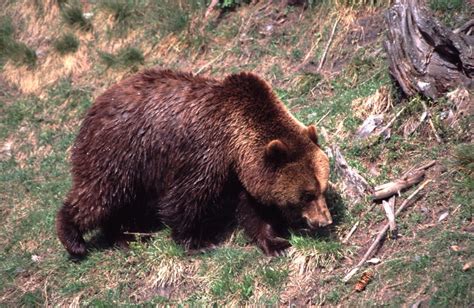 Brown bear - Ursus arctos - Linnaeus, 1758