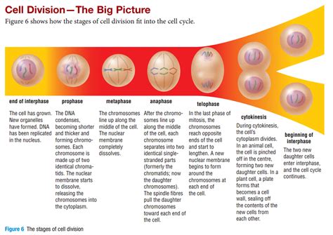 CELL DIVISION - BIOLOGY