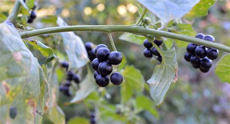 Botany gone bad: The history of the deadly nightshade plant | Ambius US