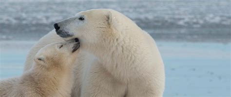 Polar Bear Migration Safari & Arctic Flying Experience | Arctic Kingdom