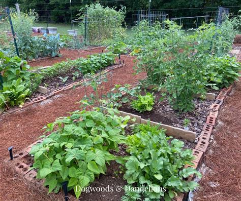 Best Heirloom Vegetables for Beginners – Dogwoods & Dandelions