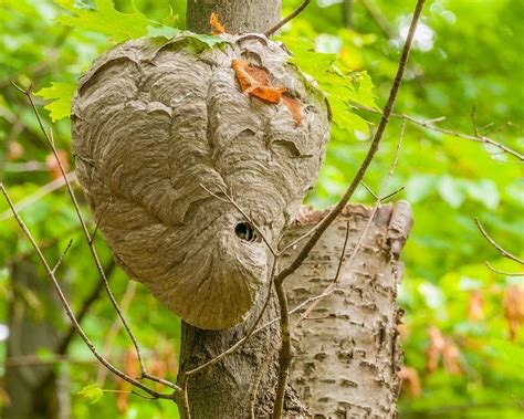 What You Should Know About Baldfaced Hornets | Freehold, NJ Patch