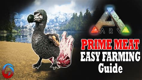 How to get prime meat in ark