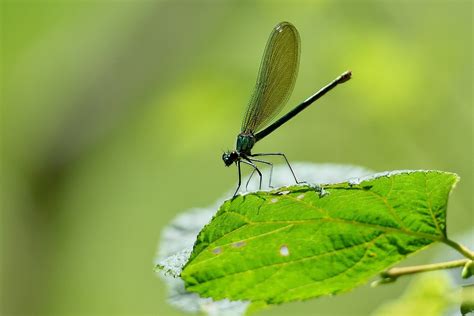 Dragonfly Wings Foliage - Free photo on Pixabay