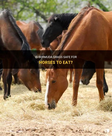 Is Bermuda Grass Safe For Horses To Eat? | PetShun