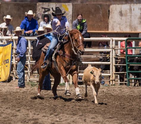 Cowboy Throws Lasso Stock Photos - Free & Royalty-Free Stock Photos ...