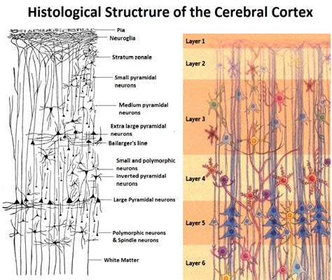 NEUROINFORMAÇÃO: O córtex cerebral