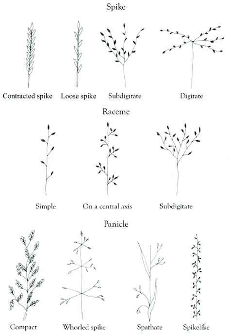 Inflorescence types. | Download Scientific Diagram