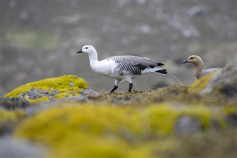 Upland goose - Chloephaga picta - Niclas Ahlberg Nature Photography