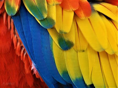 Macaw Feathers I I Photograph by Rob Hans - Pixels