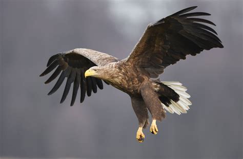 White tailed eagle (Haliaeetus albicilla)