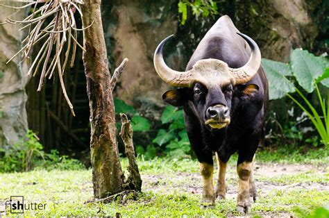 Seladang (Malayan Gaur) | Zoo Negara, Malaysia | fishutter | Flickr