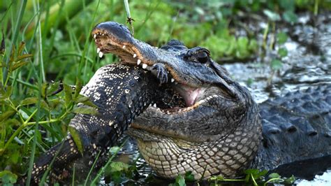 Pictures Of Alligators Eating